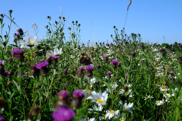 Biodiversity on Ribena farms